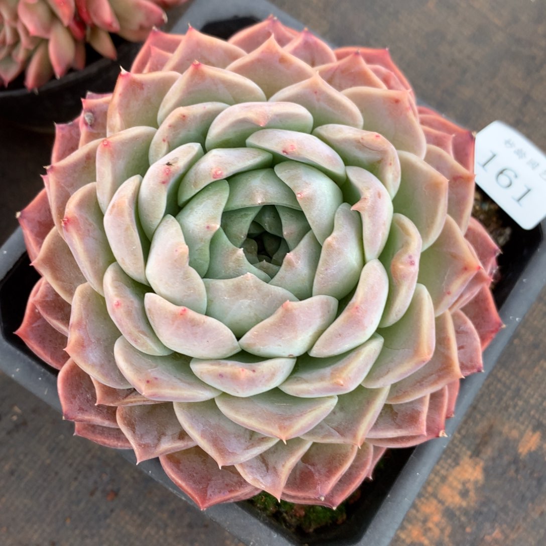 161新年快乐发发发