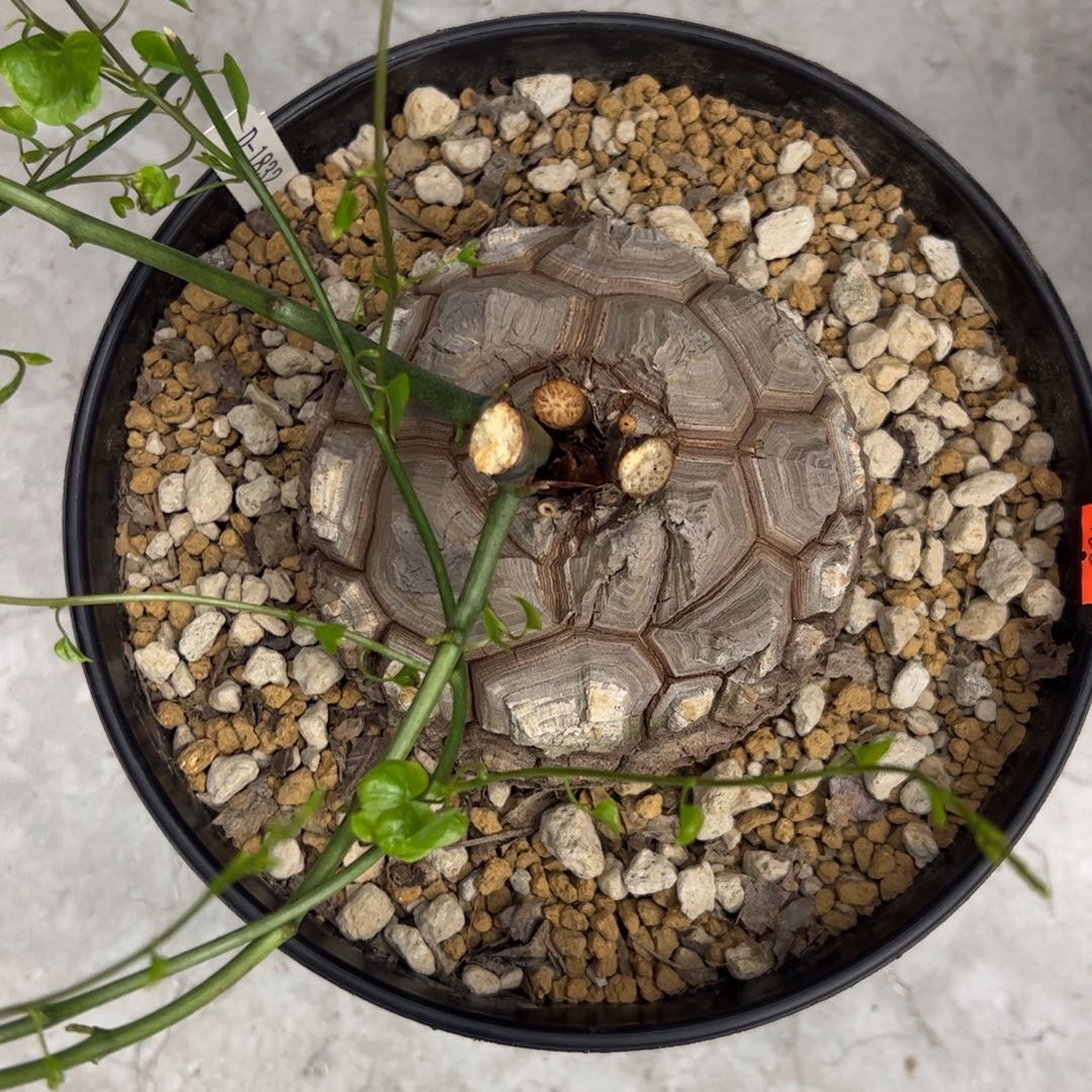 *****精品盆栽养定的龟甲龙