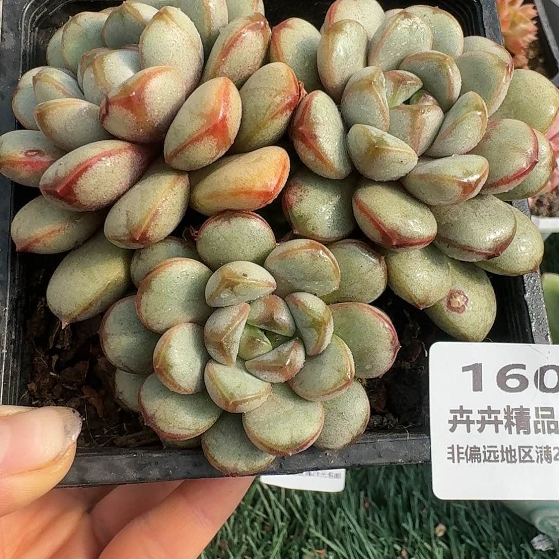 1606一物一拍（满28包邮）