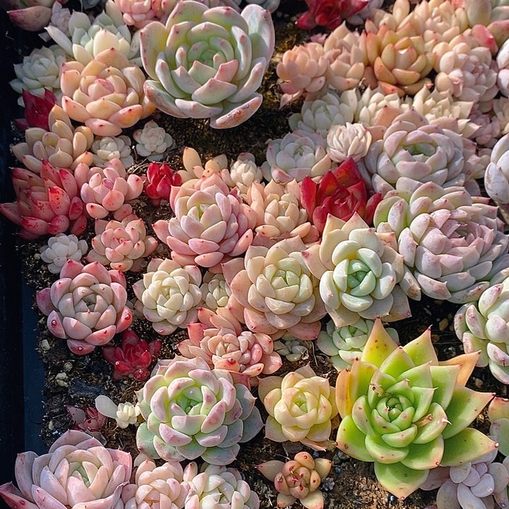 237 多肉植物盆栽花卉