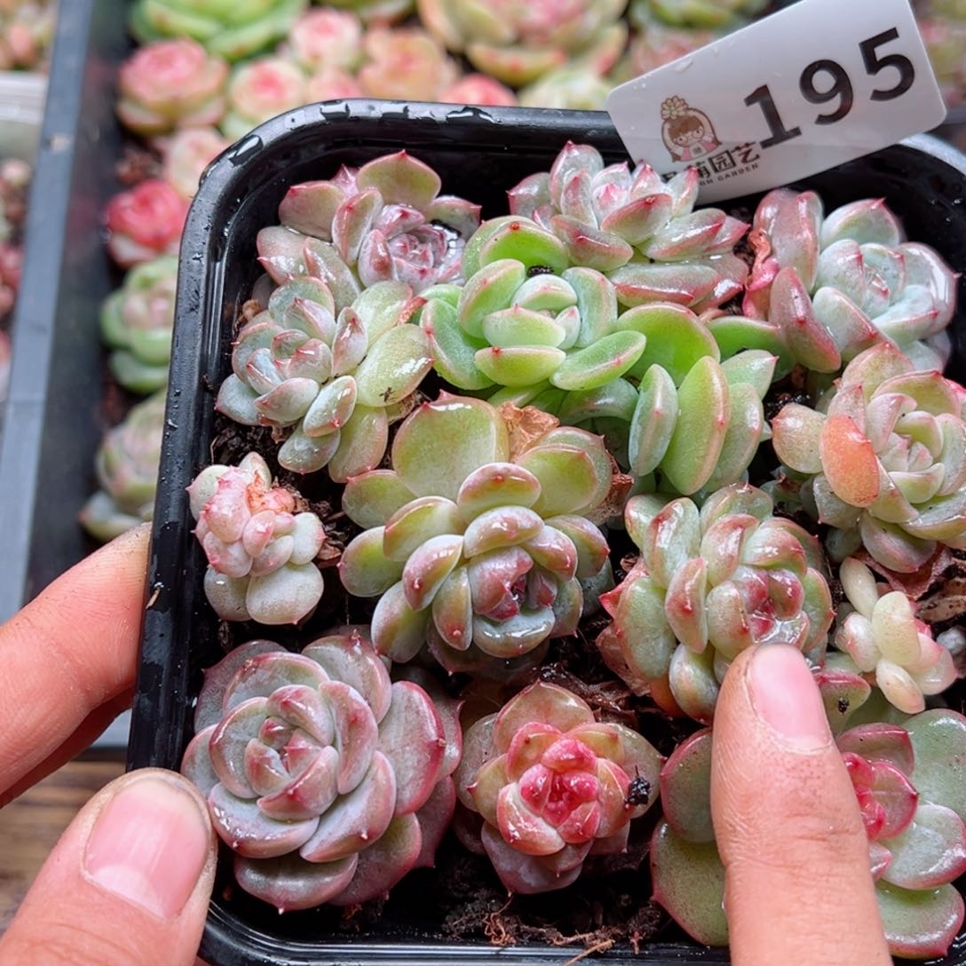 多肉植物多肉植物