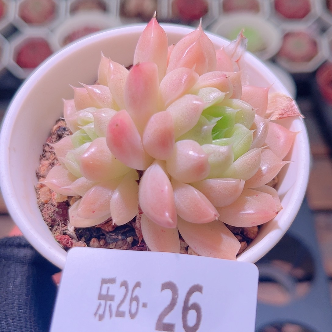 乐然26-26 麦秆双头