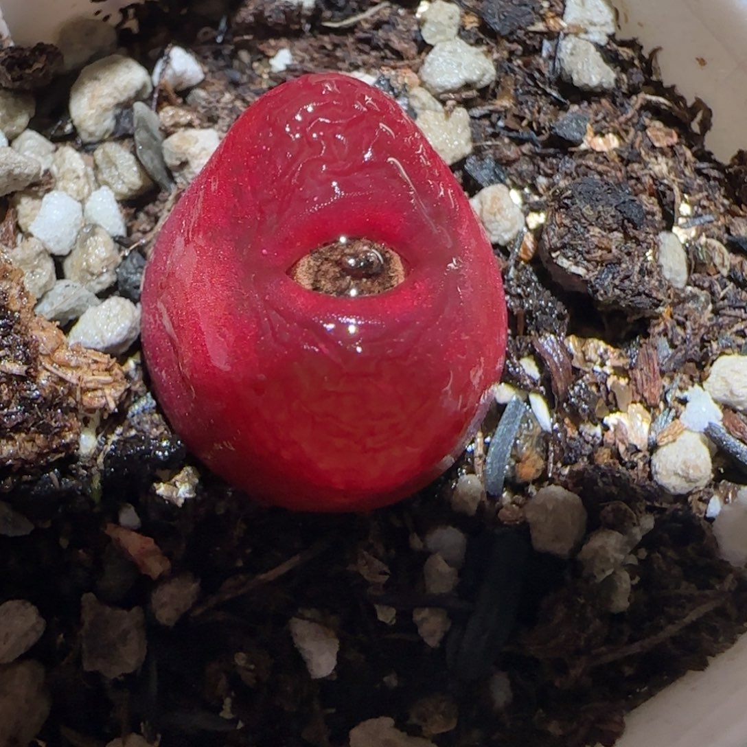 肉锥多肉植物百科-1430.5、1109