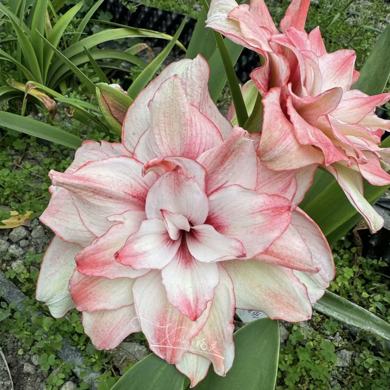 朱顶红【珍妮弗】切球苗，包对版不包后期养护。