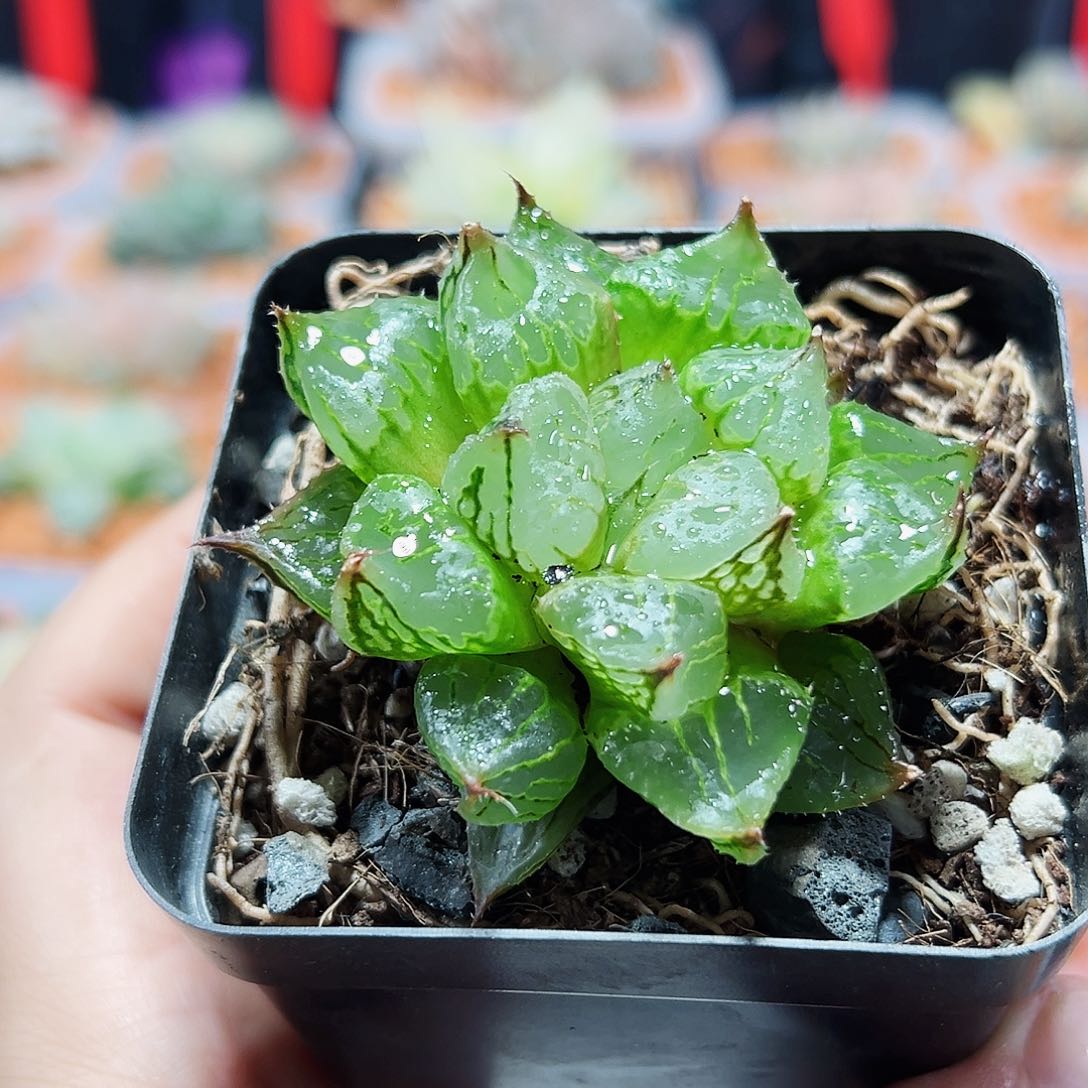 十二卷多肉裹实生