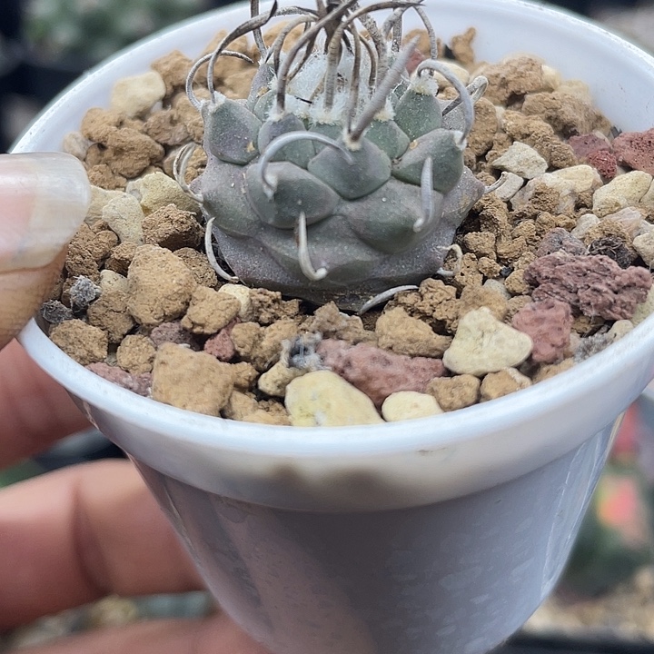 实生娇丽升云龙一颗包邮