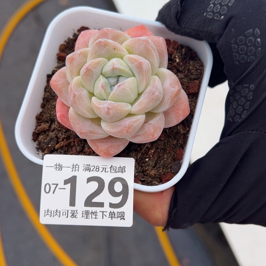 冰玉，多肉多肉多肉多肉