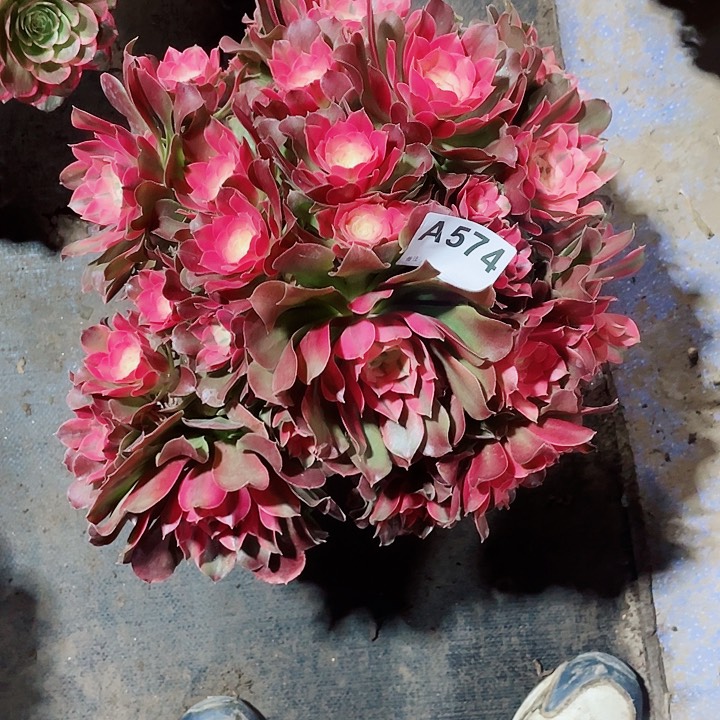 多肉香妃法师锦576