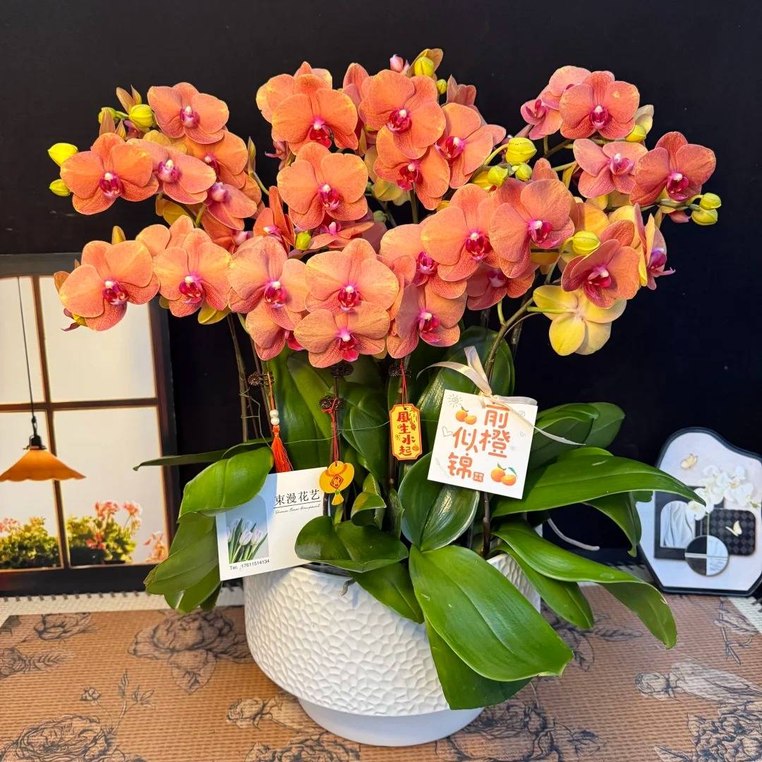 蝴蝶兰【金桔】蝴蝶兰盆栽云南基地直发中通