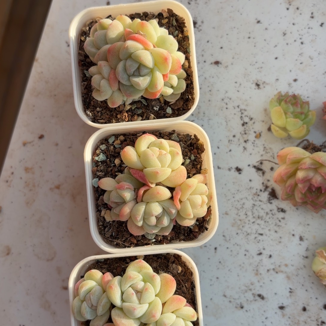 ****曛三颗东篱下多肉植物哈哈哈