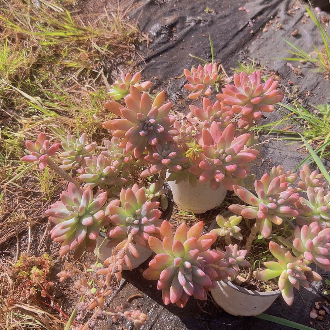 秋丽3盆脱土发出基地