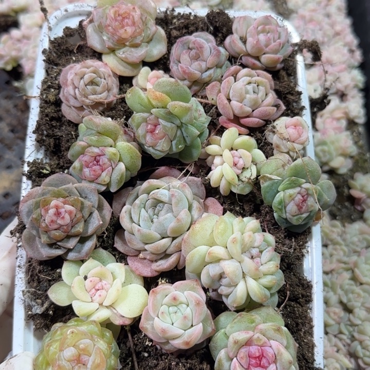 78号王者系列多肉一盒