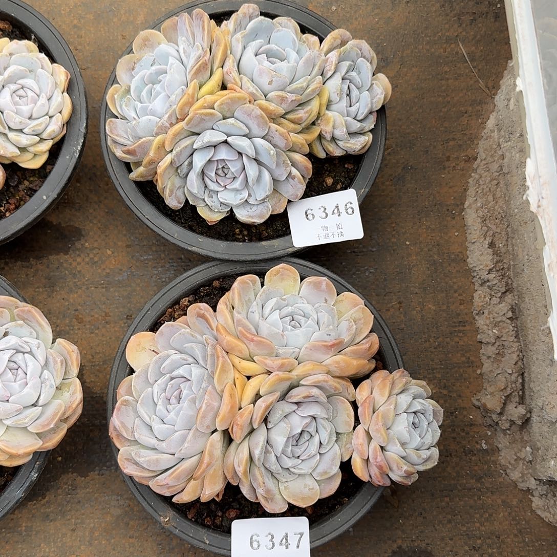 丫***️6346 6347号汉堡多肉