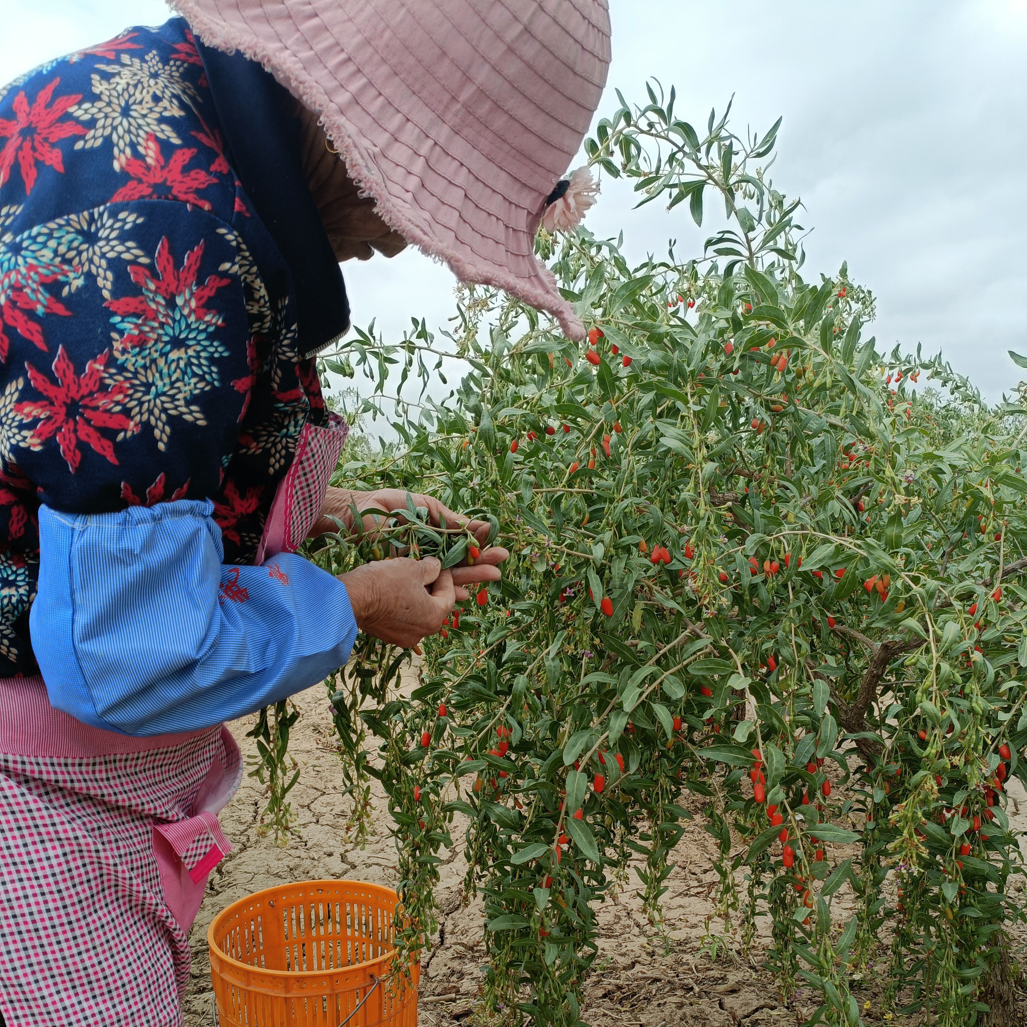 2025年靖远头茬红枸杞  袋装（中果）可干吃泡茶泡酒熬稀粥