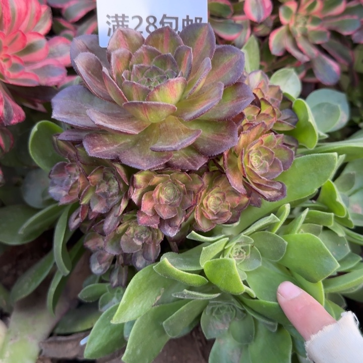 1257嫁接海王七彩三号棚O