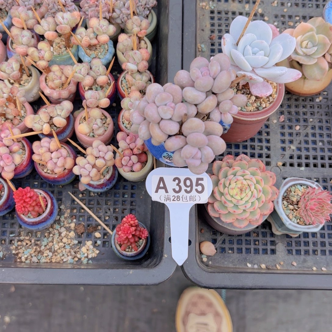 A395月光石奶酪一物一拍