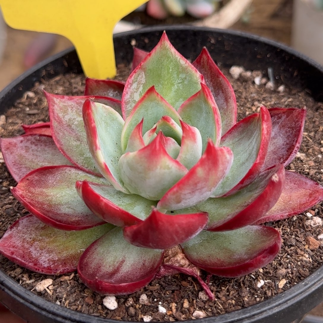 惊鸿一物一拍包装收缩花旱412