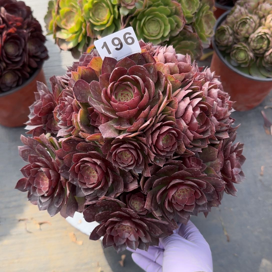 G*M196多肉植物桃花