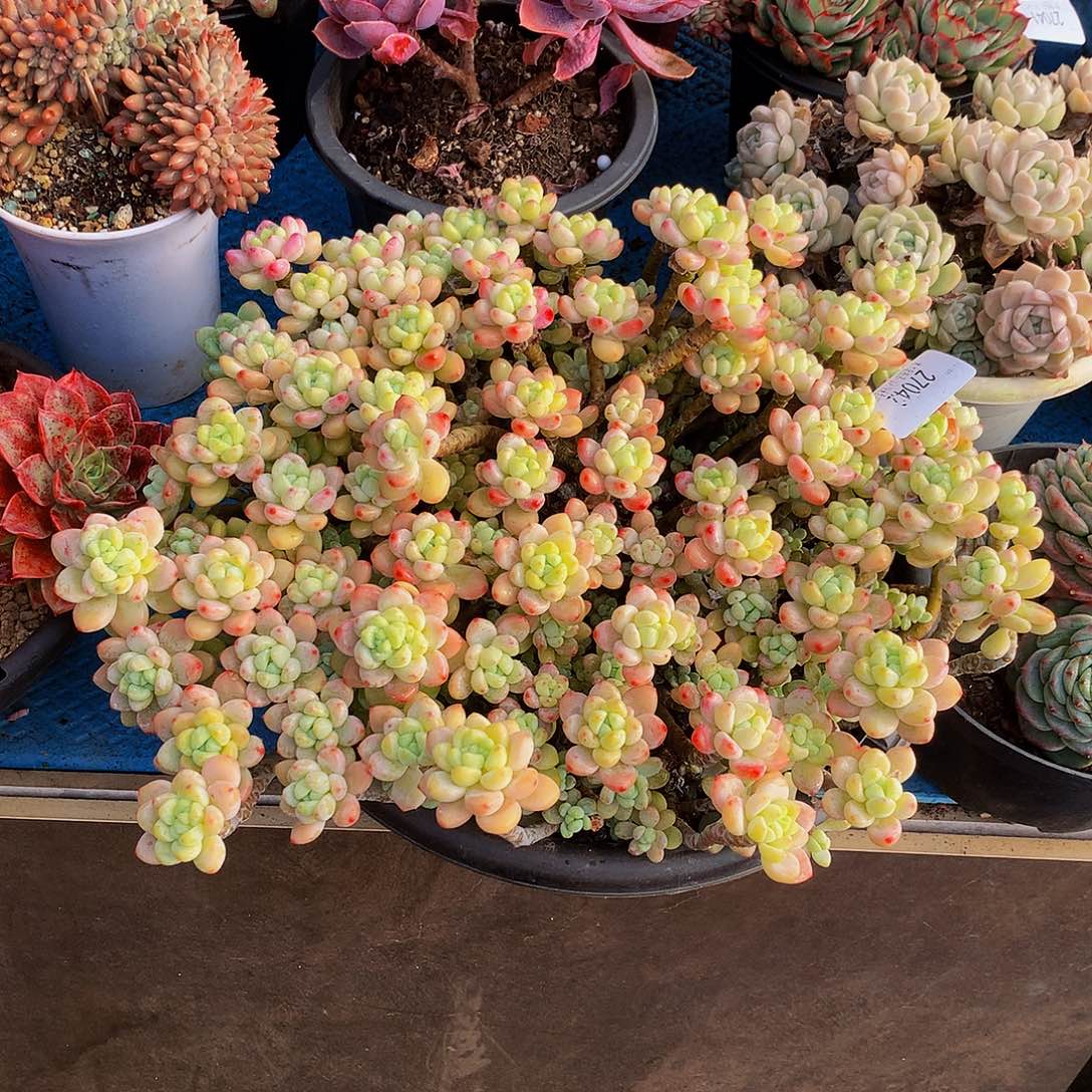 板***f   樱花罗琦多肉27042