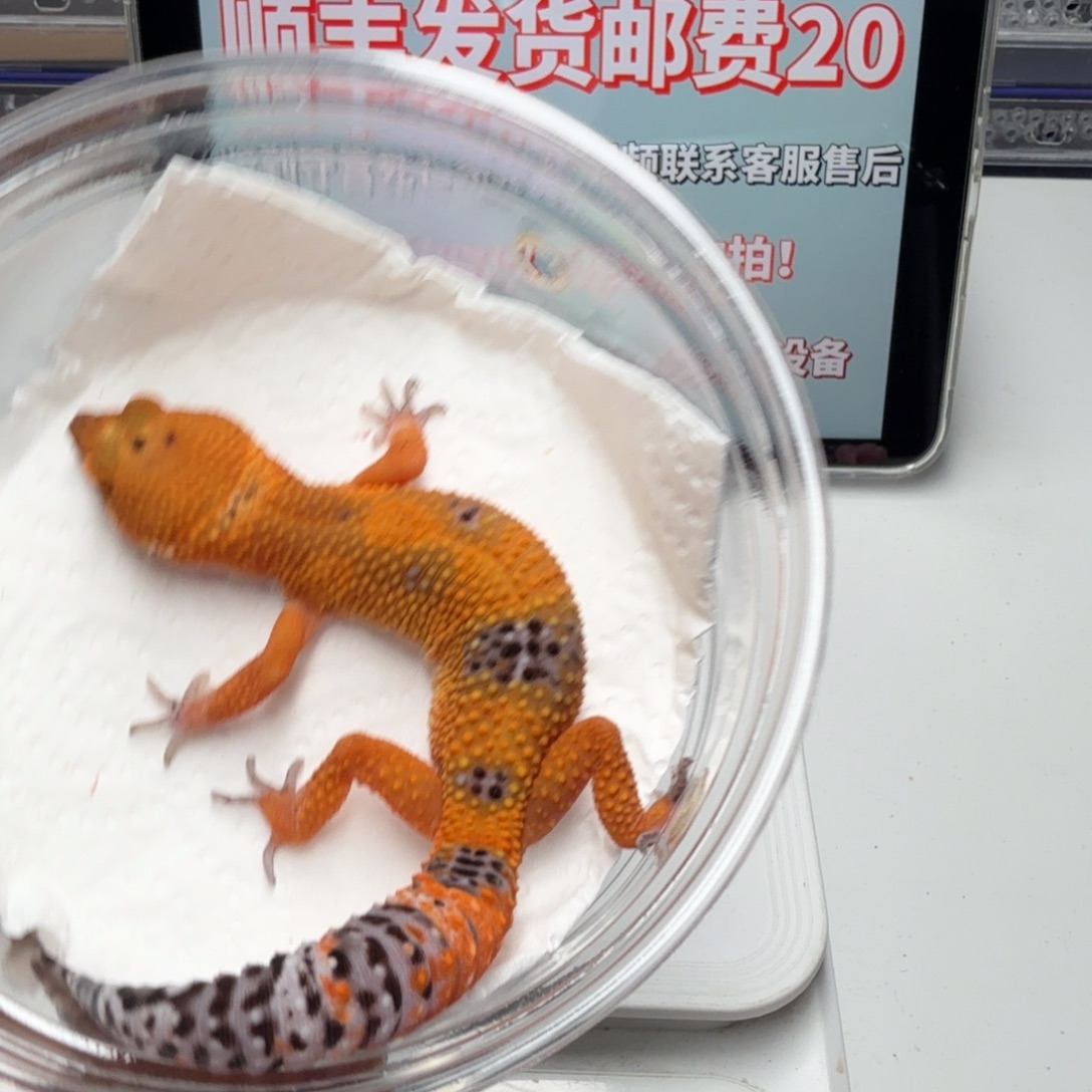 豹纹守宫血翡翠妹妹