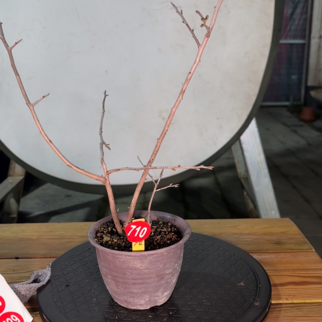 樹****全场盆景710号包邮