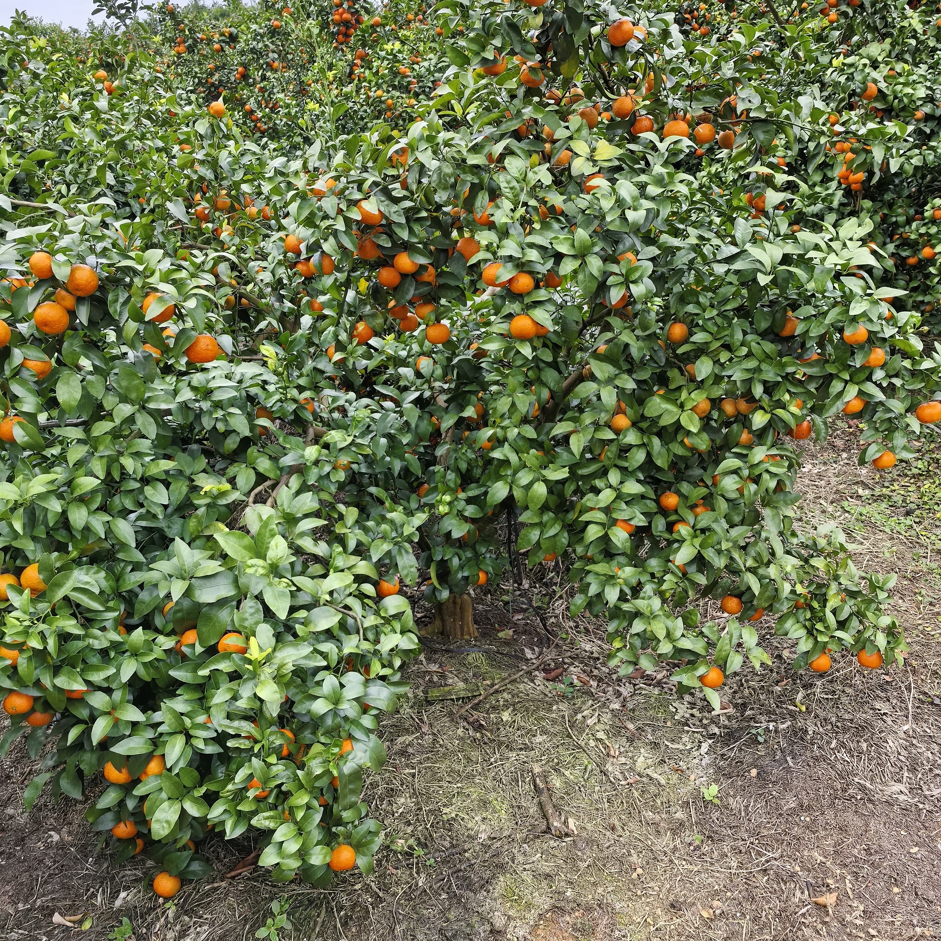 沙糖桔广西沙糖桔，应季水果产地直发，砂糖橘，沙糖桔
