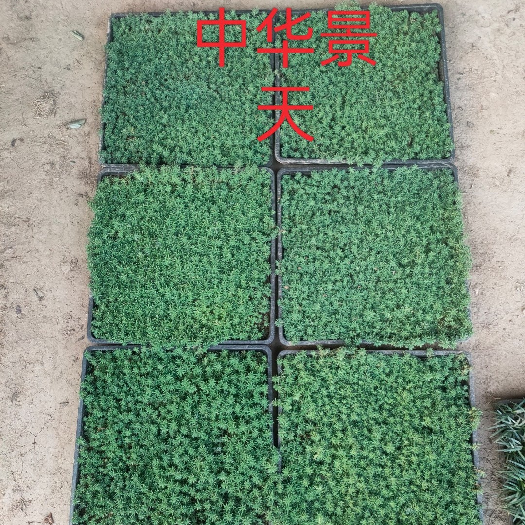 中华景天薄雪万年草佛甲草耐寒四季常青屋顶隔热地被植物