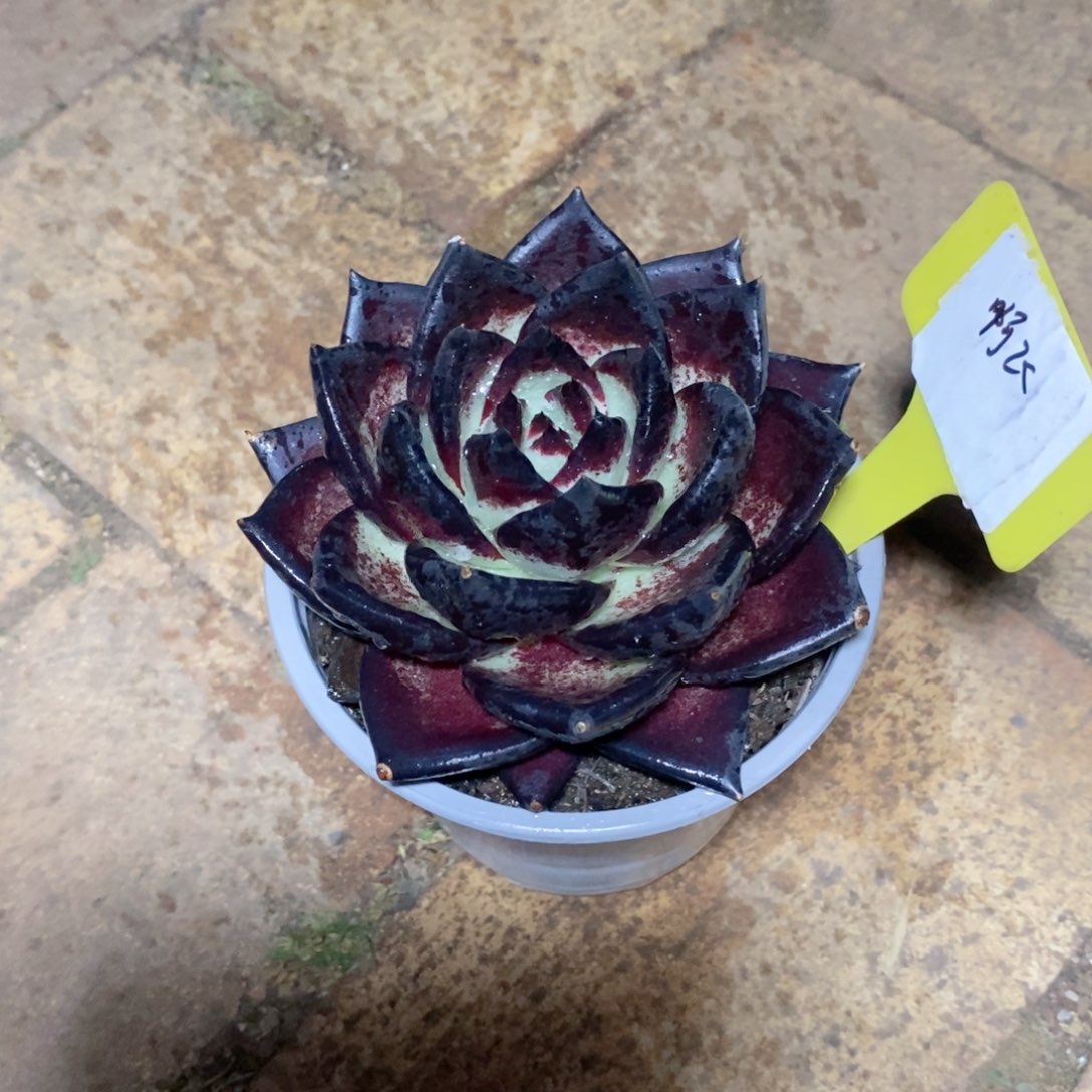 啊*福利特价优惠1.18