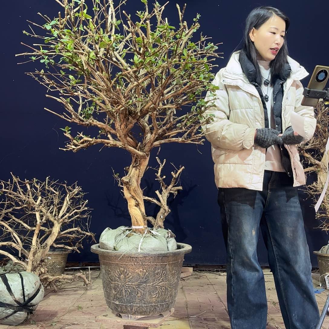 无花朵金银花老桩