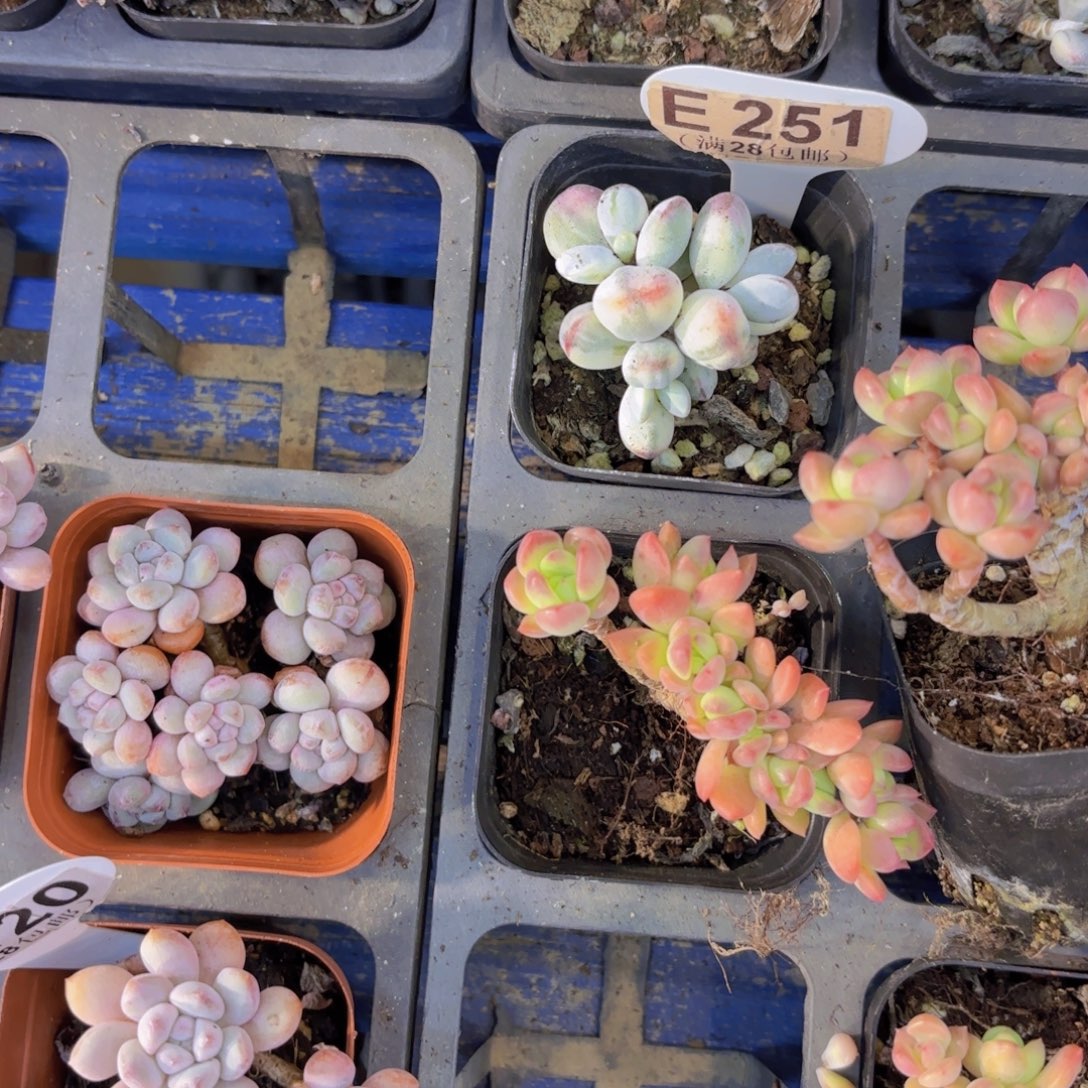 L***UE251乒乓锦一物一拍