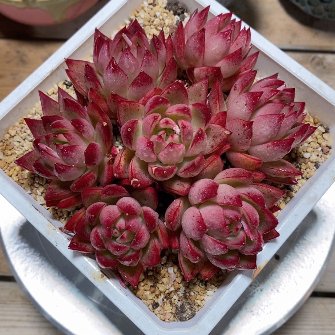 一物一拍多肉，可问规格，满38包邮