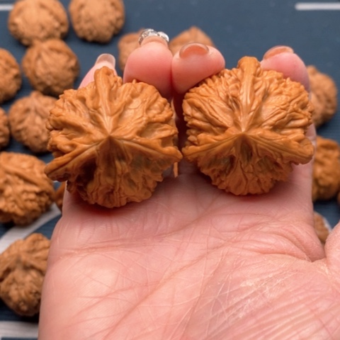 橄榄核手串/手链蓝****！文山三棱御龙粗筋