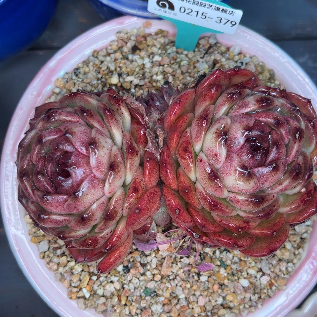 从前慢多肉精选编号0215.379