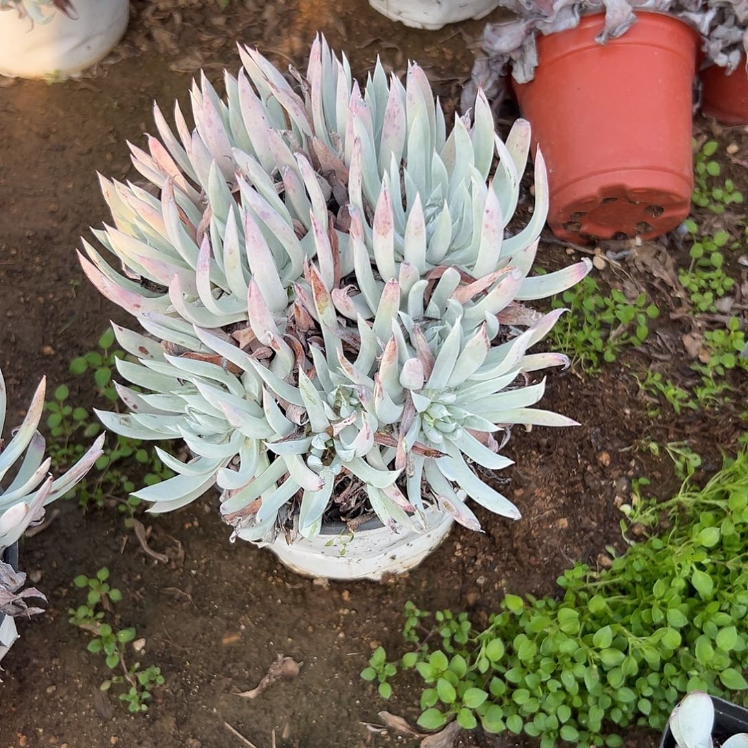 多肉植物努比吉娜