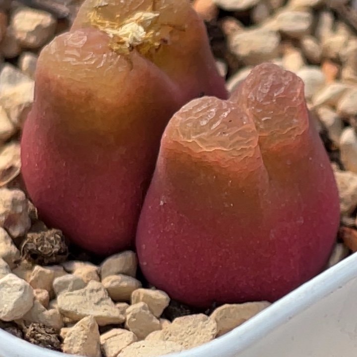 双头红奶瓶风铃2.3公分