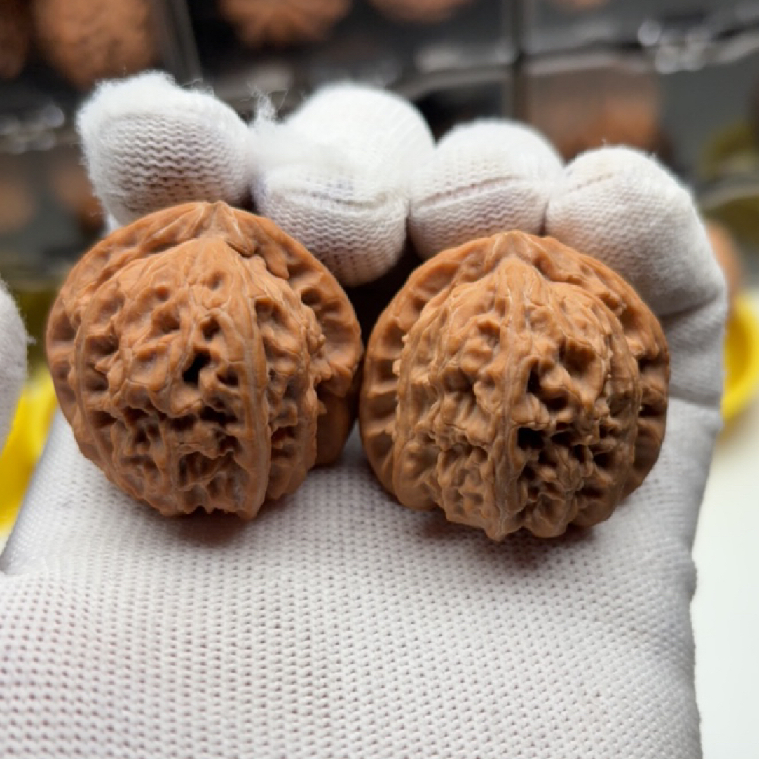 全品白狮子练手对，随机发