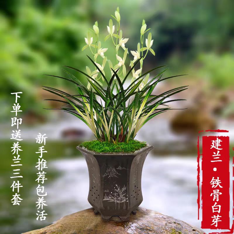 精品（铁骨白芽）花叶共赏带花苞紫砂泥盆栽好室内高雅兰花绿植盆景