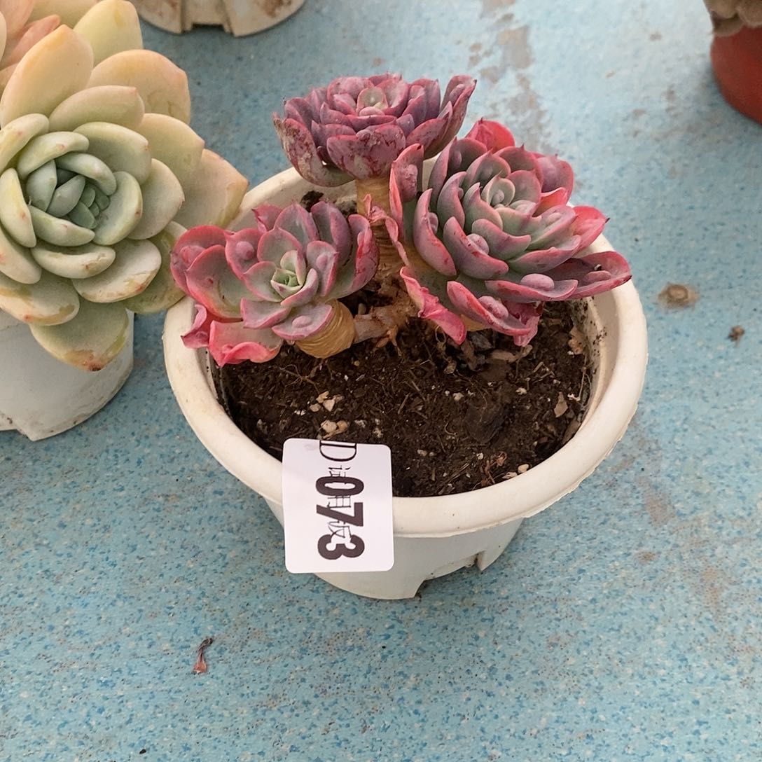 我****?073雨滴多肉植物