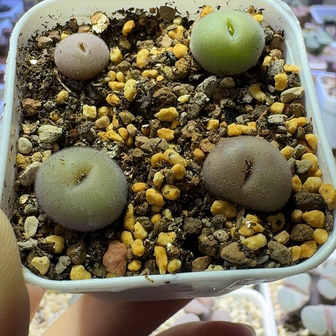 48号四头d毛球一物一拍