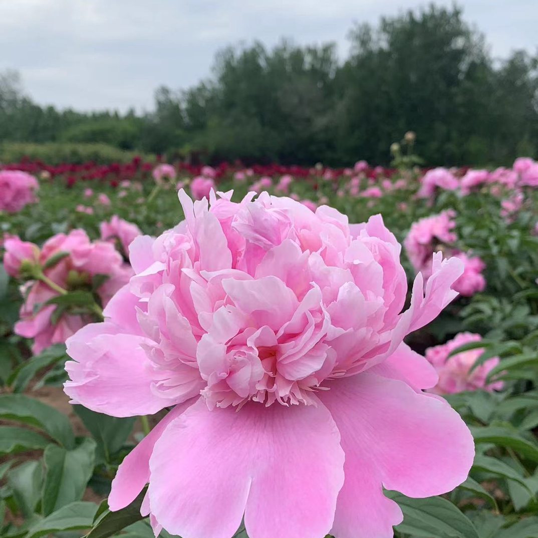 精品芍药花 蓝富士