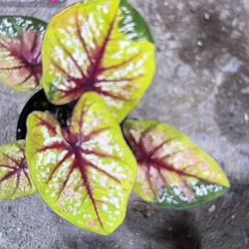121-0306野蜂飞舞彩叶芋泰国发货
