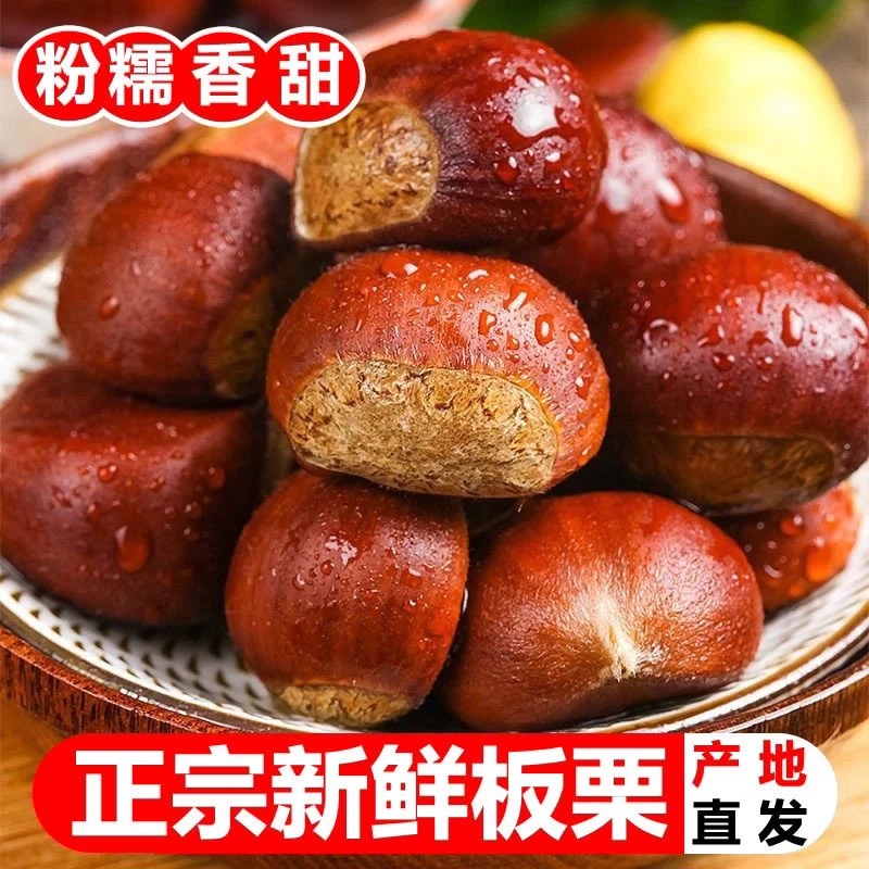 【5斤大果】现采现摘丹东板栗大果生板栗单果坏果包赔难剥皮非锥栗