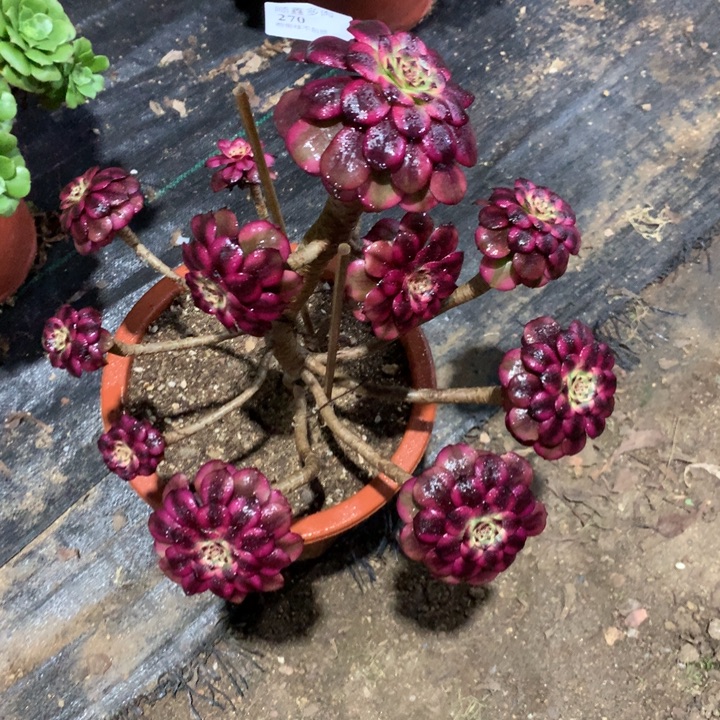 270美肌多肉植物特价