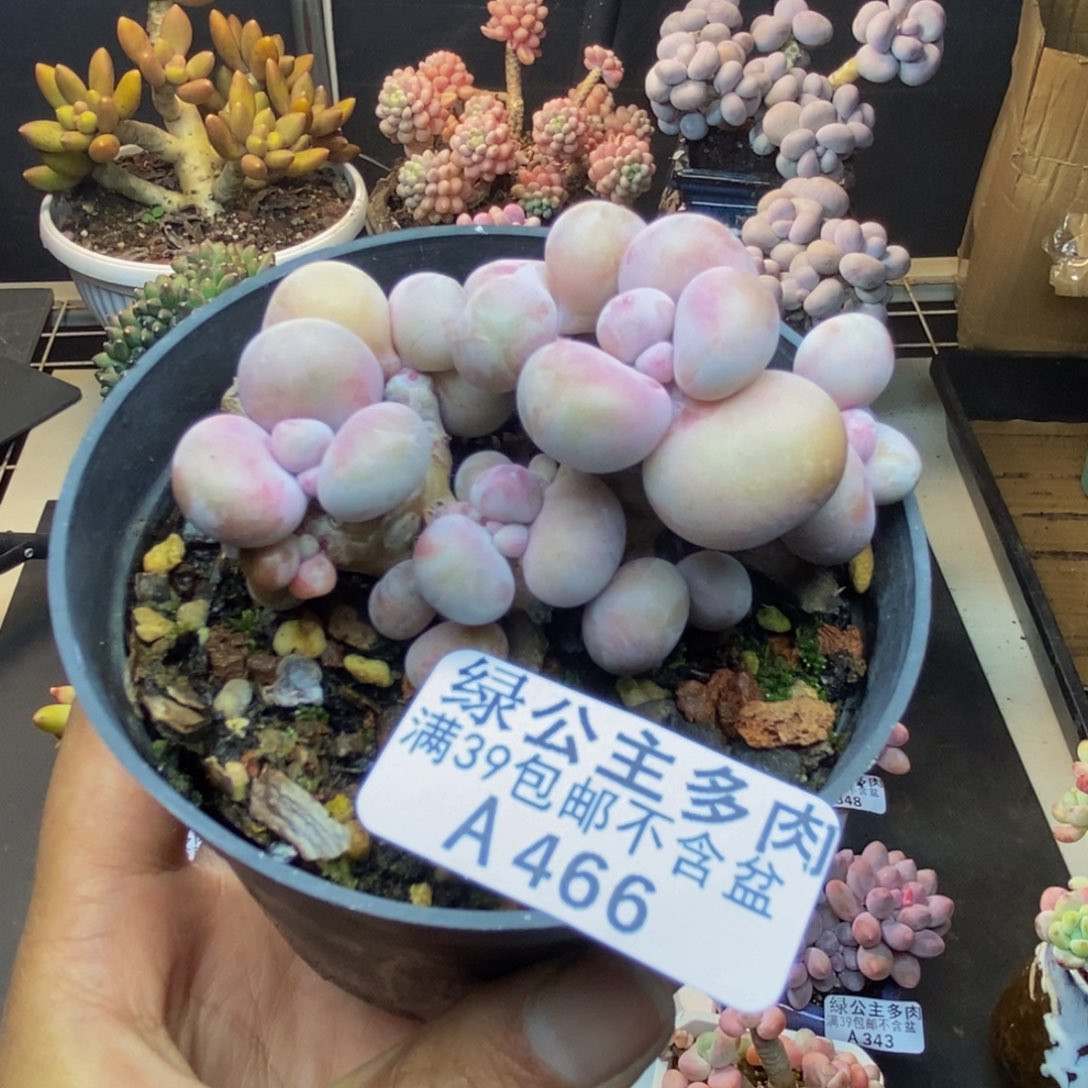 466腰子桃蛋多肉有砍