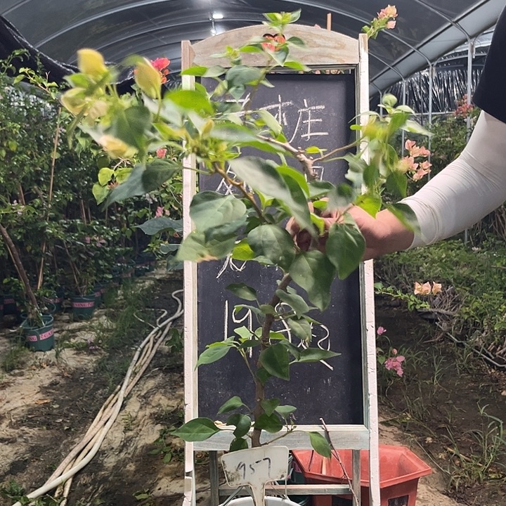 无花朵三角梅三角梅957