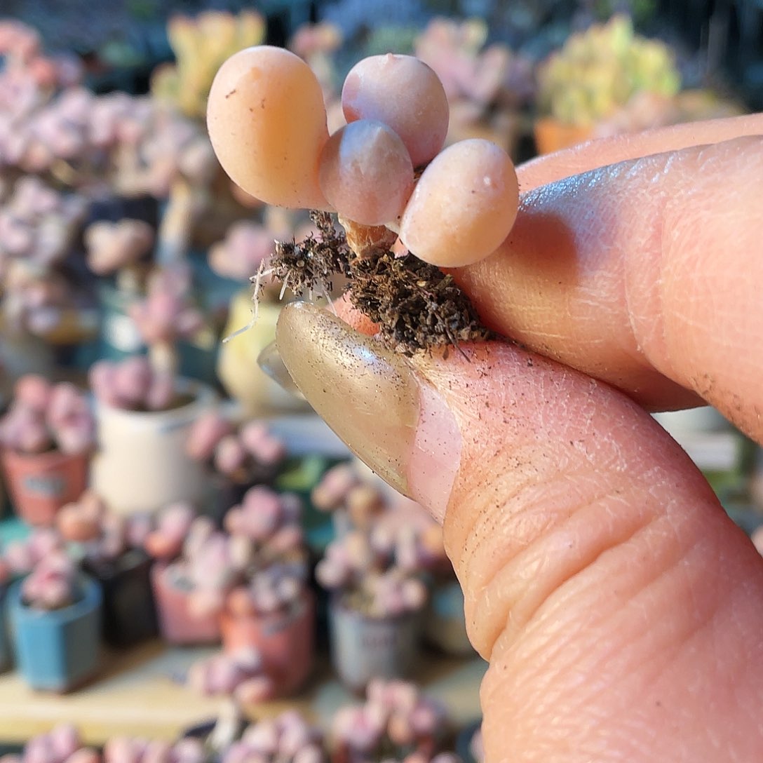 ?****?多肉植物的生长发育与