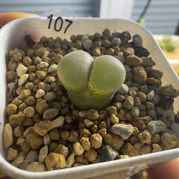 多肉.......107.......