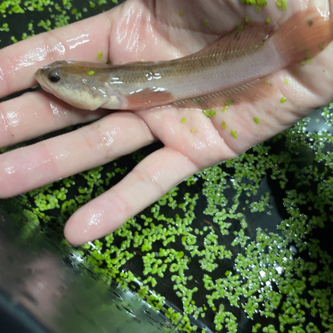 雷龙鱼幻红大的111111111