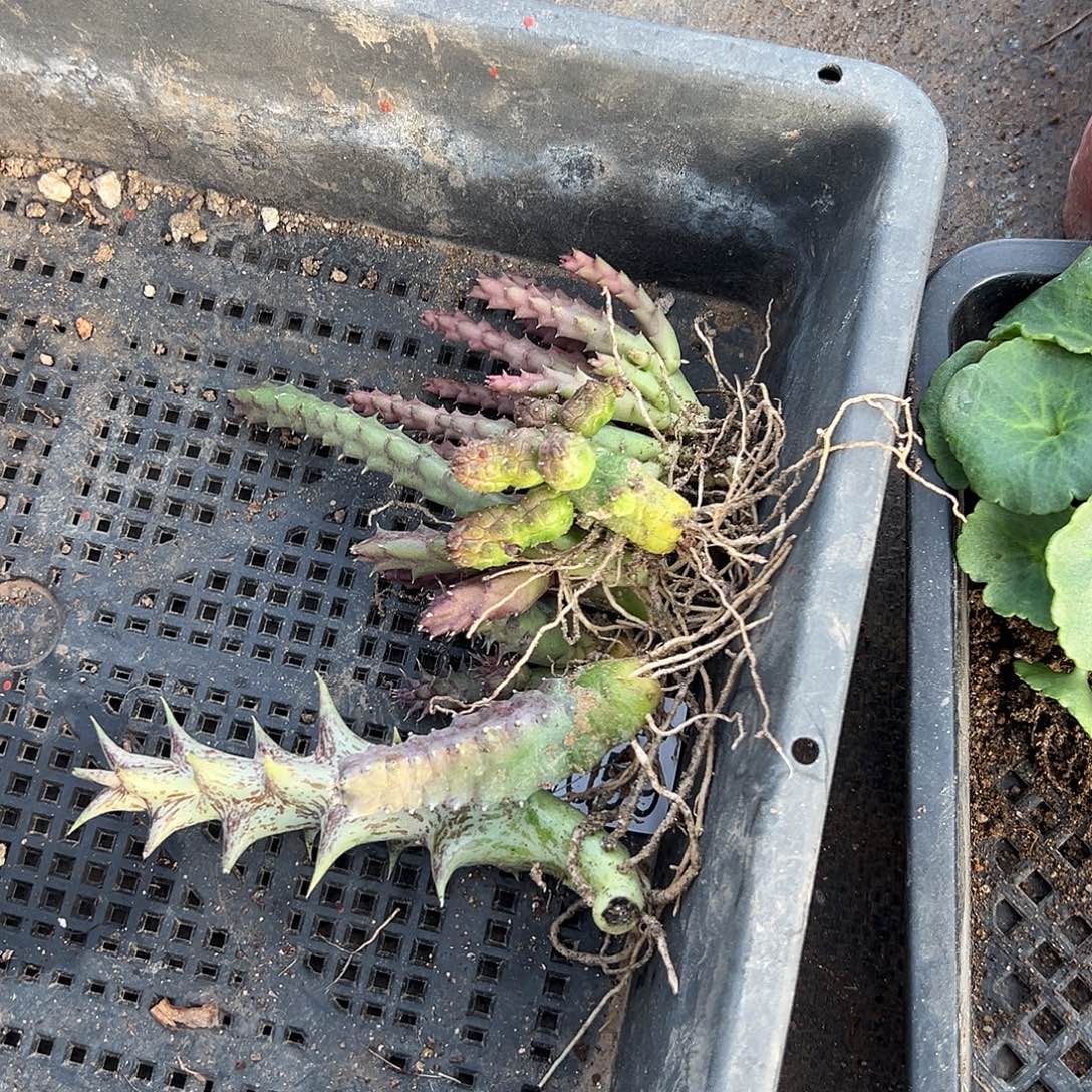 撄***拾7种龙角，脱土发货