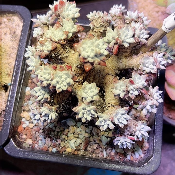 小鹿多肉一物一拍800